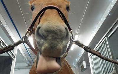 Eläinavusteinen toimintaterapia